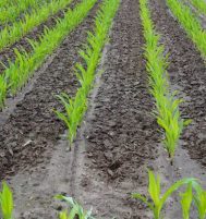 Afbeelding van Kootwijkerbroek – Harskamperweg ong.