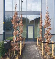 Afbeelding van Uddel – Elspeterweg 71B – Foto