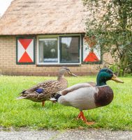 Afbeelding van Putten – Krachtighuizerweg 38-238 – Foto 16